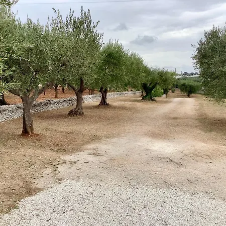 Σπίτι διακοπών With Trullo And Pool, Αλμπερομπέλο